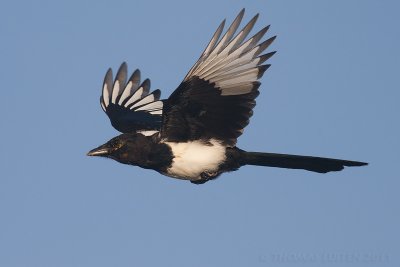 Ekster / Magpie