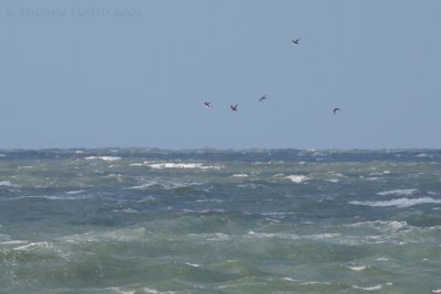 Middelste Jager / Pomarine Skua