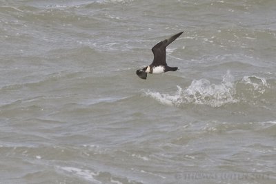 Middelste Jager / Pomarine Skua