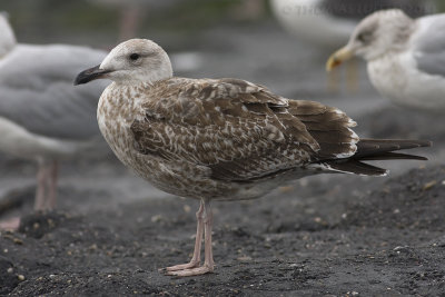 Meeuw species / gull species