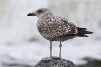 Geelpootmeeuw / Yellow-legged Gull