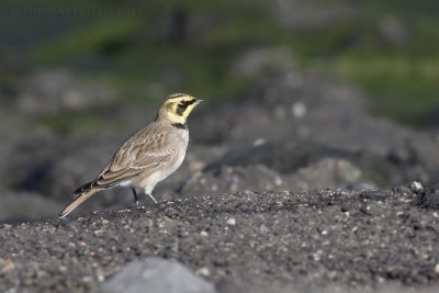 Strandleeuwerik / Shore Lark