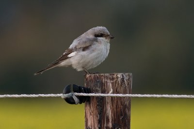 Kleine Klapekster / Lesser Grey Shrike