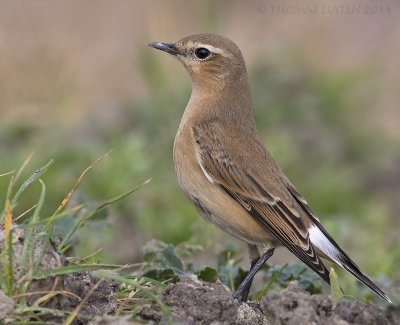 Tapuit / Northern Wheatear