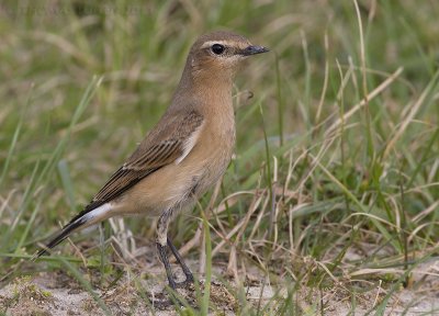 Tapuit / Northern Wheatear