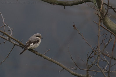 Kleine Klapekster / Lesser Grey Shrike