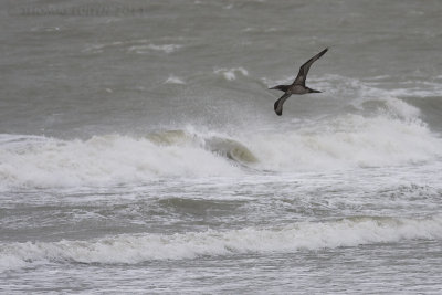 Jan-van-gent / Northern Gannet