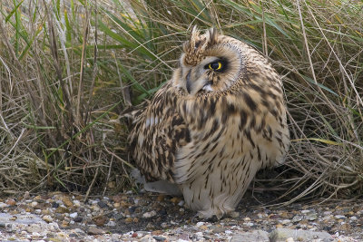 Velduil / Short-eared Owl