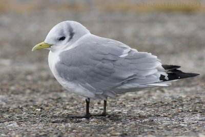 Drieteenmeeuw / Kittiwake