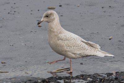 Kleine Burgemeester / Iceland Gull