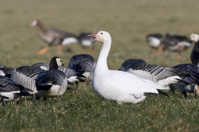 Sneeuwgans (Anser caereluscens)