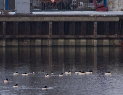 Grote Zaagbek / Goosander