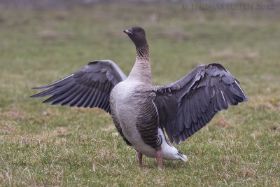 Kleine Rietgans / Pink-footed Goose