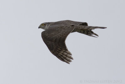 Sperwer / Sparrowhawk