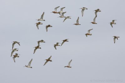 Rosse Grutto / Bar-tailed Godwit