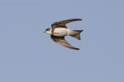 Oeverzwaluw (Riparia riparia)