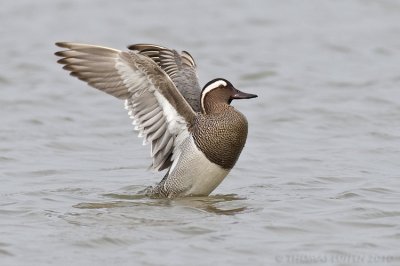 Zomertaling / Garganey