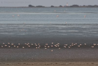 Lachstern / Gull-billed Tern