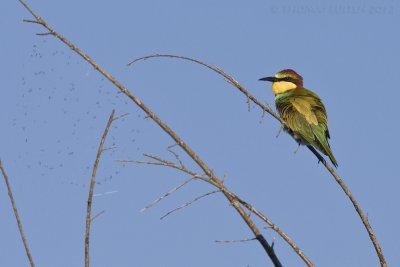 Bijeneter / Bee-eater