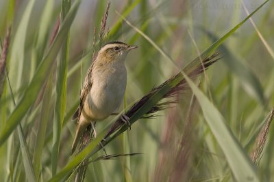 Waterrietzanger / Aquatic Warbler