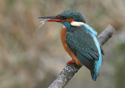 IJsvogel / Kingfisher