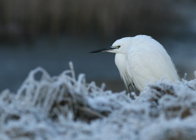 Kleine Zilverreiger / Little Egret