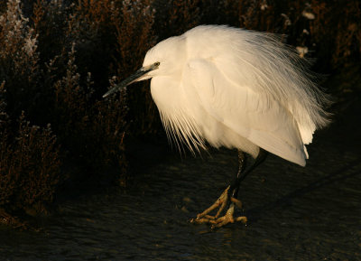 Kleine Zilverreiger / Little Egret