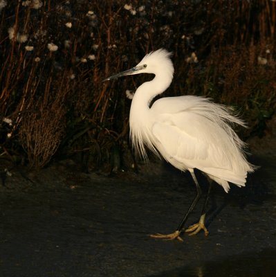 Kleine Zilverreiger / Little Egret