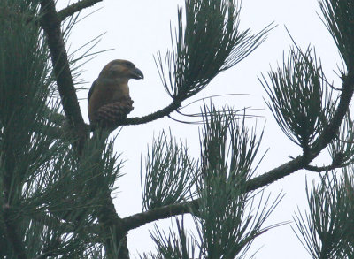 Grote Kruisbek / Parrot Crossbill