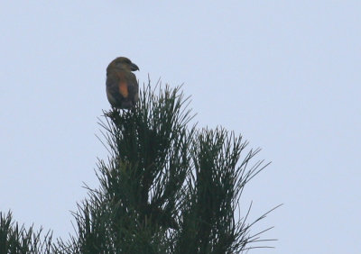 Grote Kruisbek / Parrot Crossbill