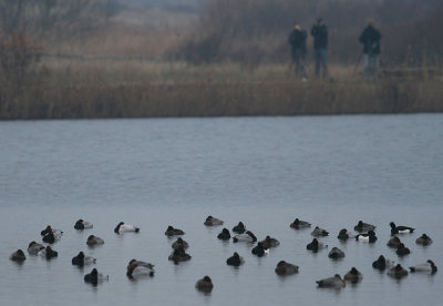 Grote Tafeleend / Canvasback