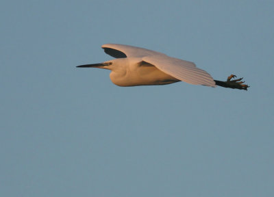 Kleine Zilverreiger / Little Egret