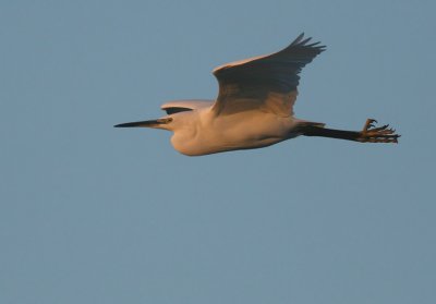 Kleine Zilverreiger / Little Egret