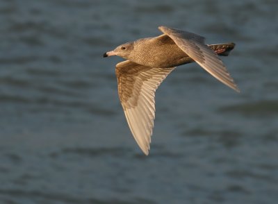 Grote Burgemeester / Glaucous Gull