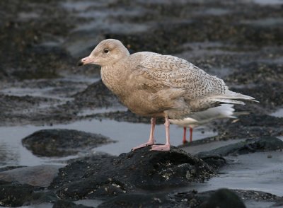 Grote Burgemeester / Glaucous Gull