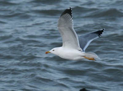 Geelpootmeeuw / Yellow-legged Gull