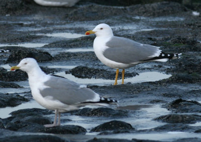 Geelpootmeeuw / Yellow-legged Gull