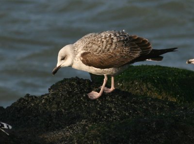 Geelpootmeeuw / Yellow-legged Gull