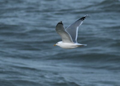 Pontische Meeuw / Caspian Gull