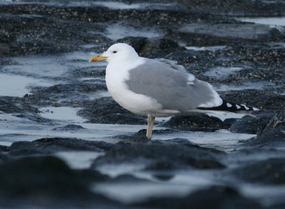 Pontische Meeuw / Caspian Gull