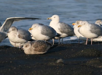 Pontische Meeuw / Caspian Gull