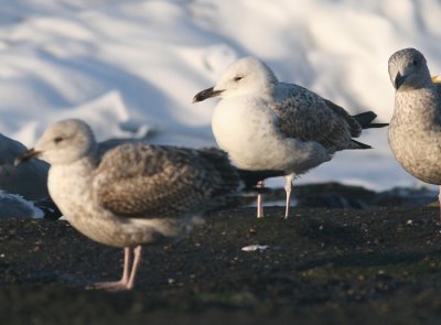 Pontische Meeuw / Caspian Gull