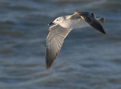 Pontische Meeuw / Caspian Gull