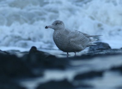 Grote Burgemeester / Glaucous Gull