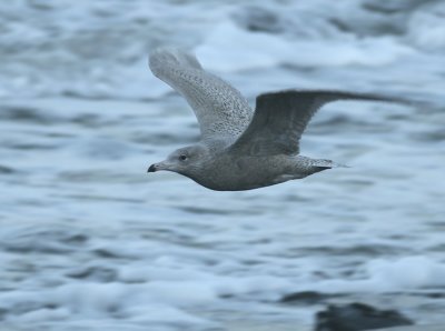 Grote Burgemeester / Glaucous Gull