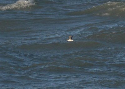 Kleine Alk / Little Auk