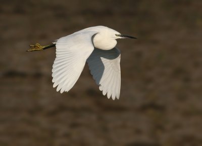 Kleine Zilverreiger / Little Egret