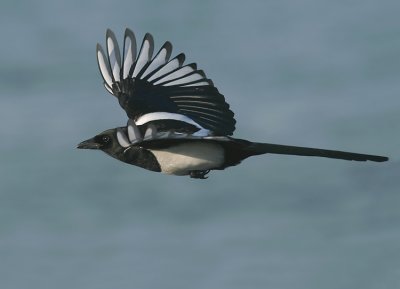 Ekster / Magpie