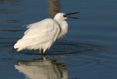 Kleine Zilverreiger / Little Egret