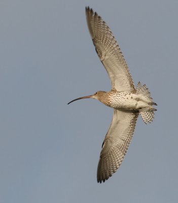 Wulp / Curlew